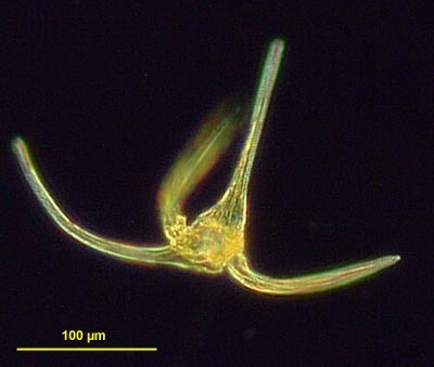 CCMP1770 | NCMA at Bigelow Laboratory